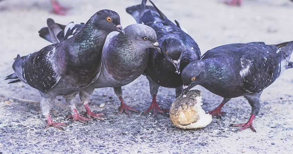Des oiseaux rois de l'adaptation