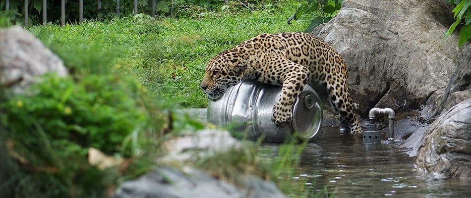 Profession: gardienne de jaguars
