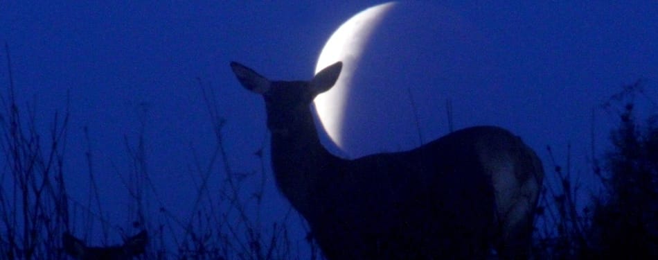 Les animaux sont-ils perturbés par les éclipses solaires? Les animaux sont-ils perturbés par les éclipses solaires?