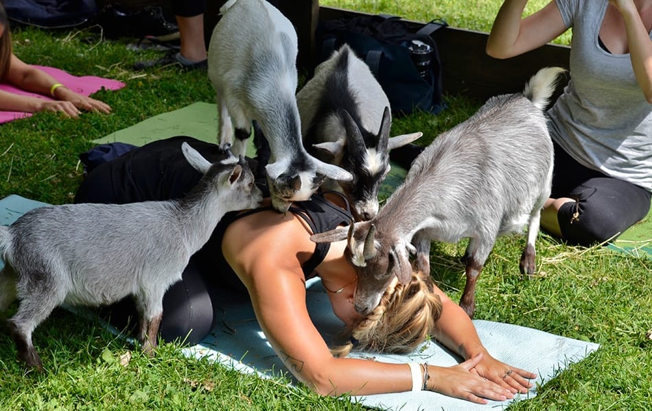 Quand les chèvres s’invitent au yoga!
