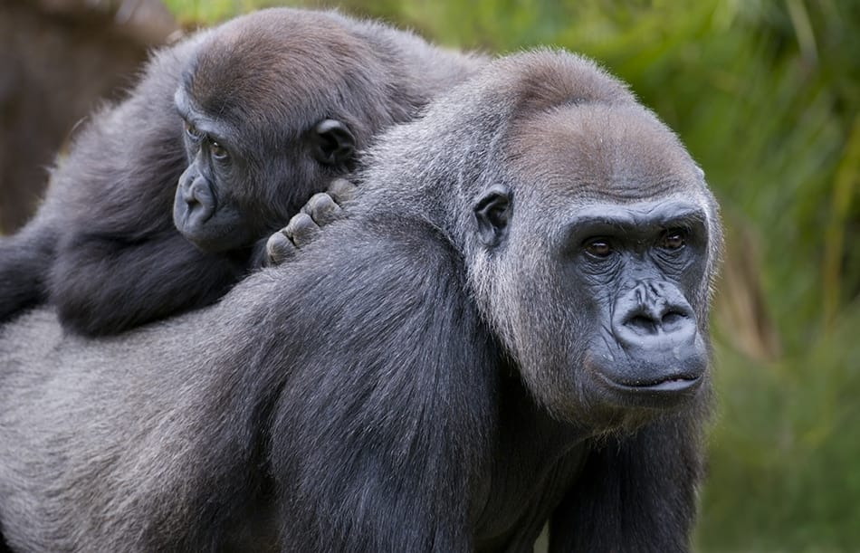 L'art d'observer les gorilles