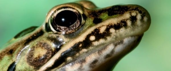 Une nouvelle grenouille découverte à New York