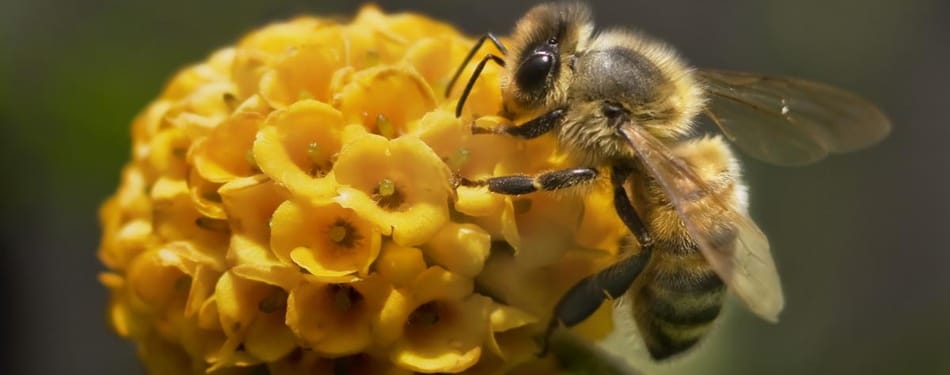 À la rescousse des abeilles!
