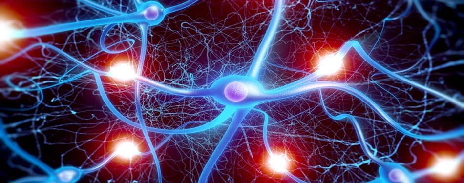 L'Alzheimer : un fléau moderne L'Alzheimer : un fléau moderne