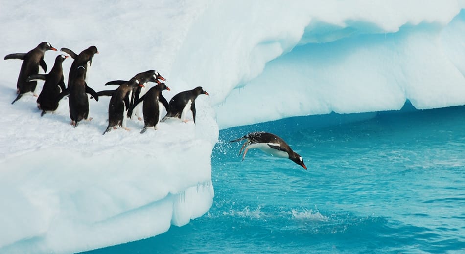 Les animaux, bien outillés en mode survie