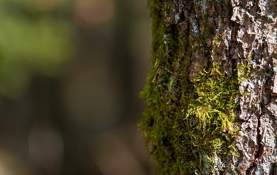 Chimie verte: de l'écorce à la crème