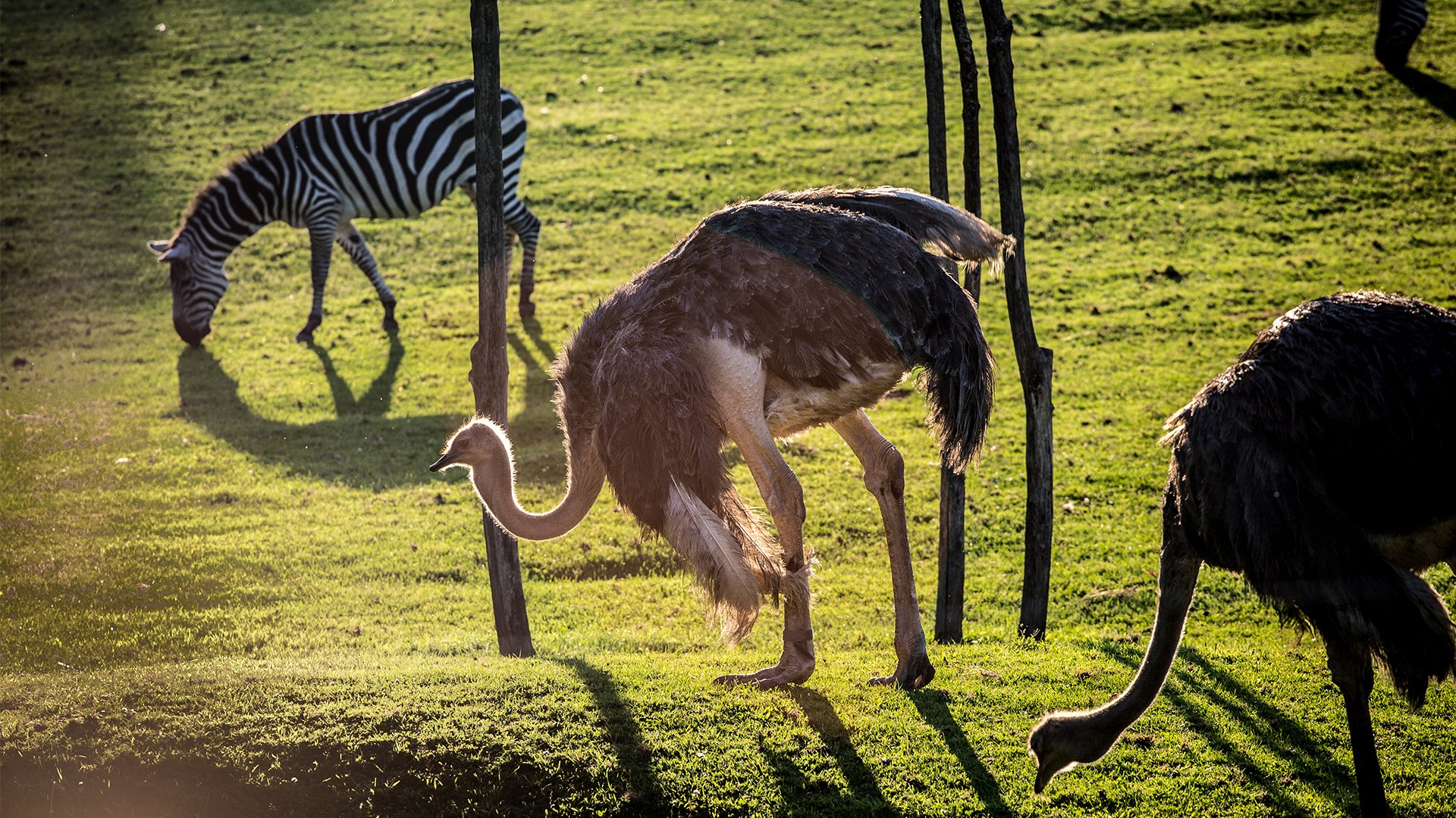 L Autruche Sur Deux Pattes Championne Toutes Categories Ici Explora