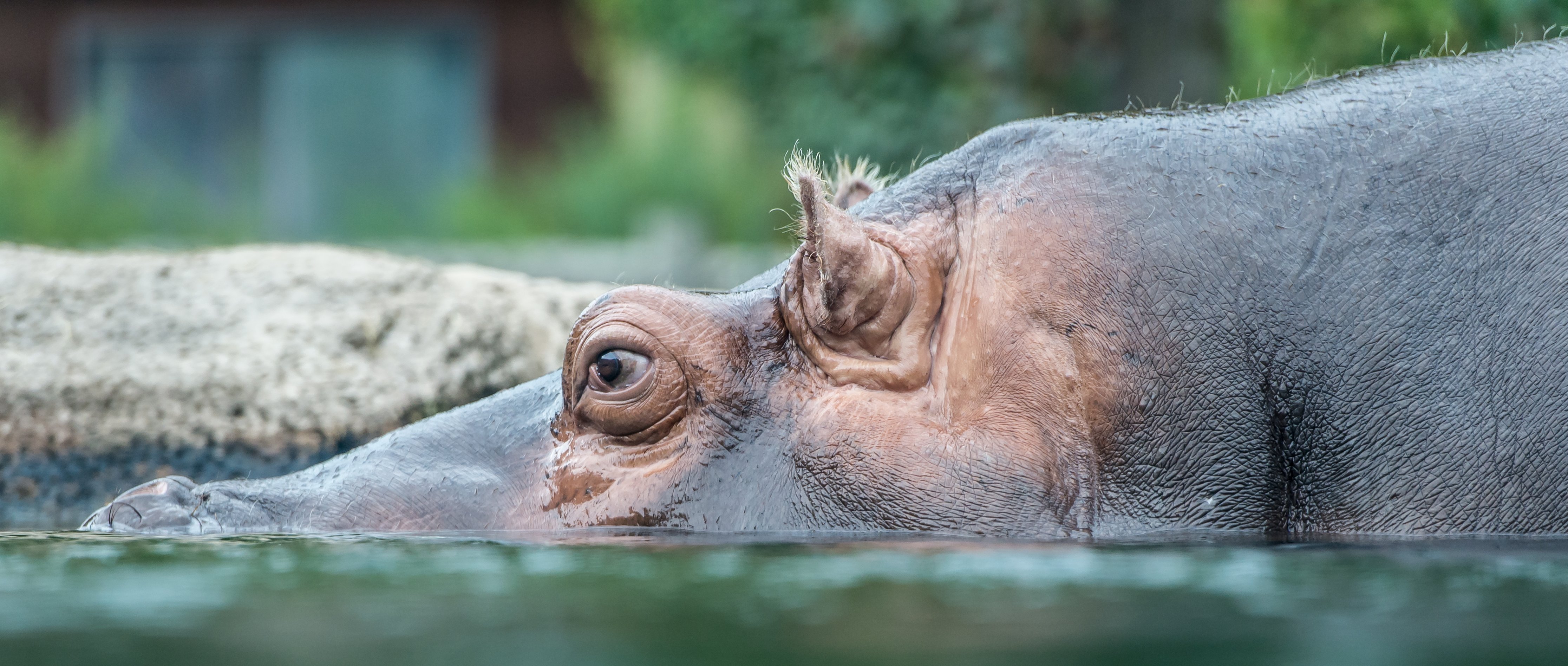 Dans le ring avec l'hippopotame