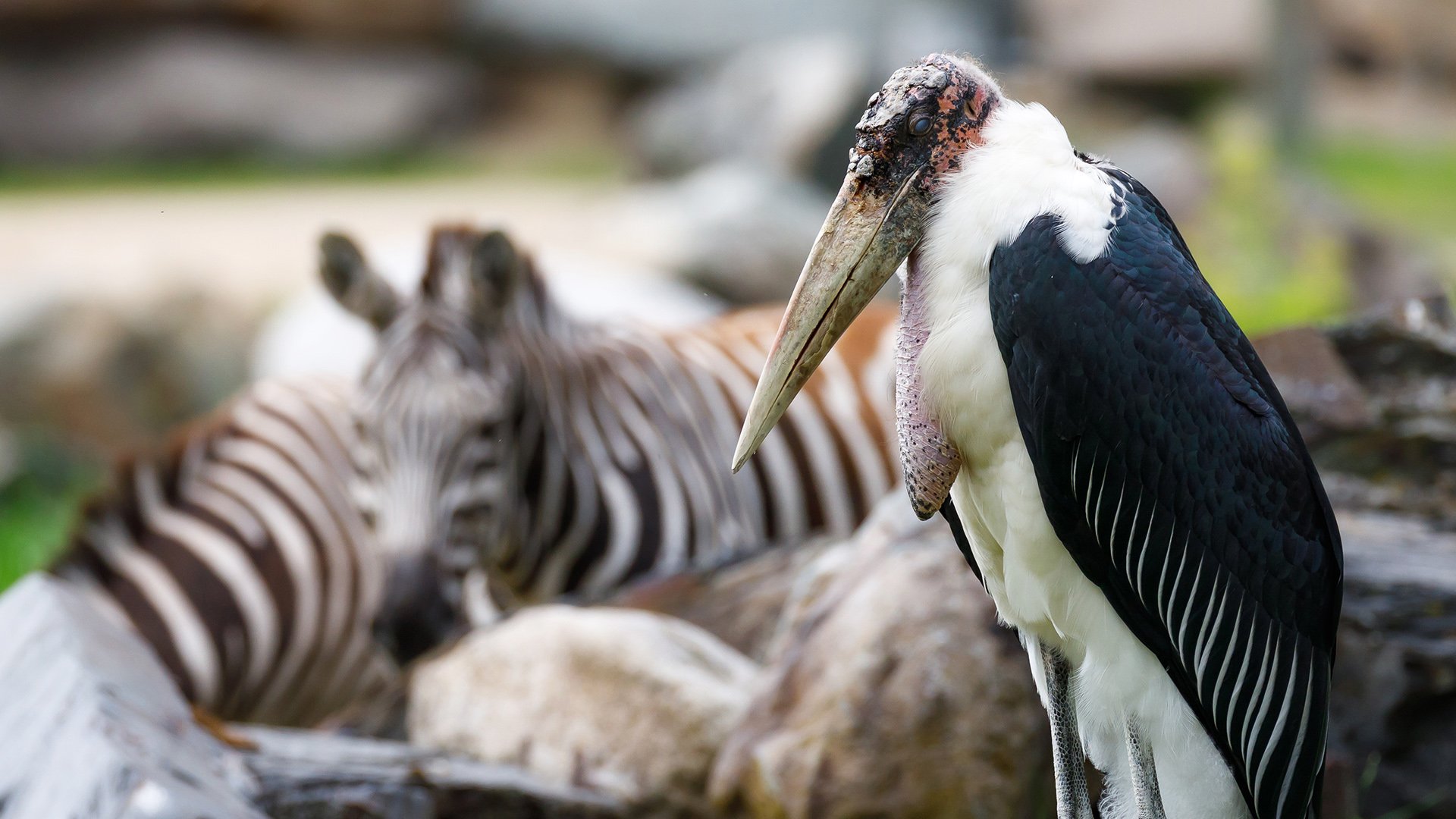 PLEIN FEU SUR LE MARABOUT D’AFRIQUE PLEIN FEU SUR LE MARABOUT D’AFRIQUE