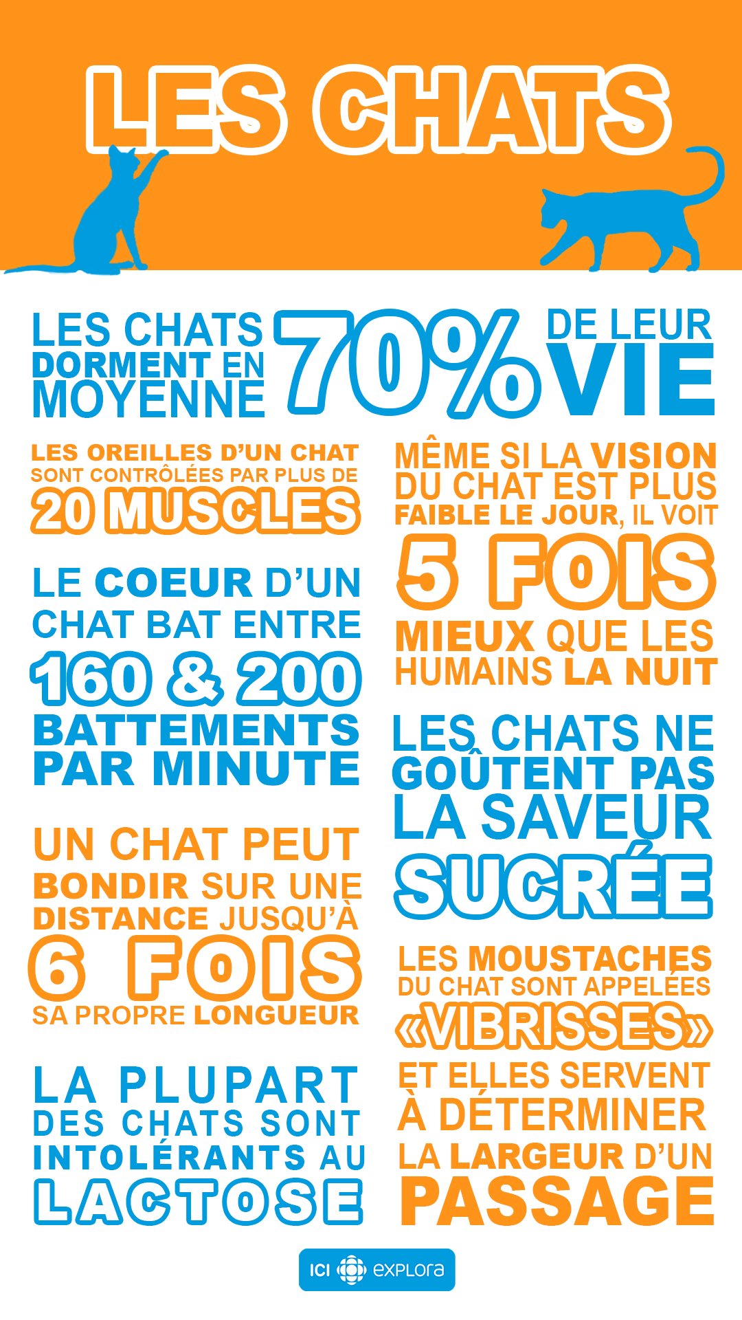 6 faits inusités sur les chats
