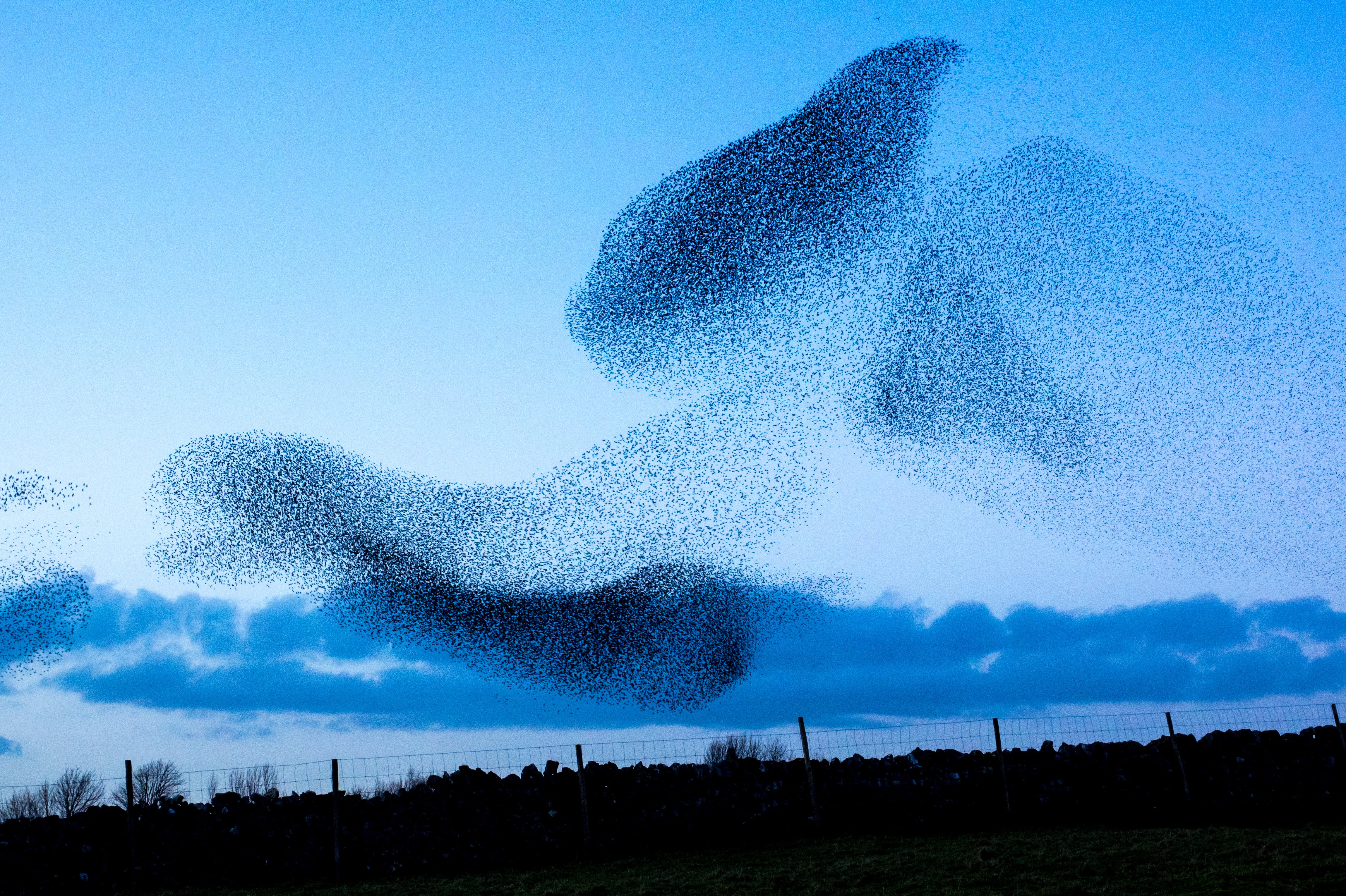 Les nuées d'oiseaux, chorégraphies fascinantes