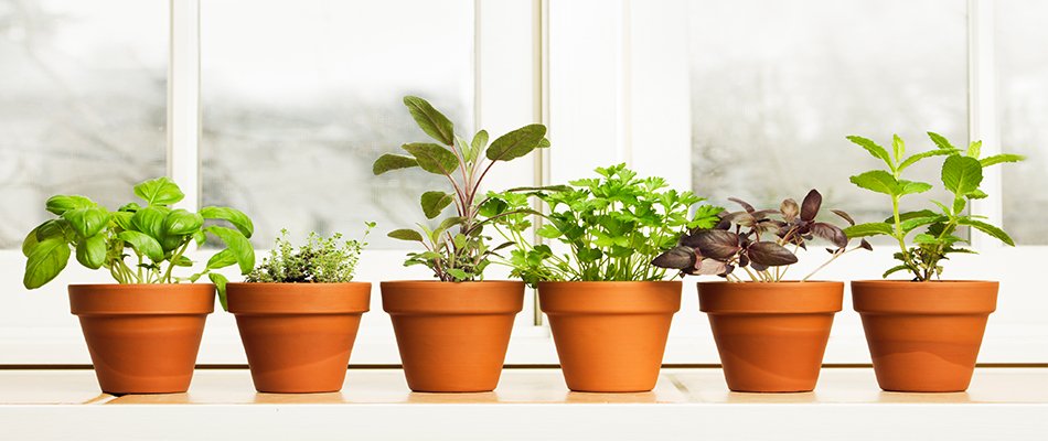 5 trucs pour réussir le transfert de vos plantes de l’extérieur à l’intérieur