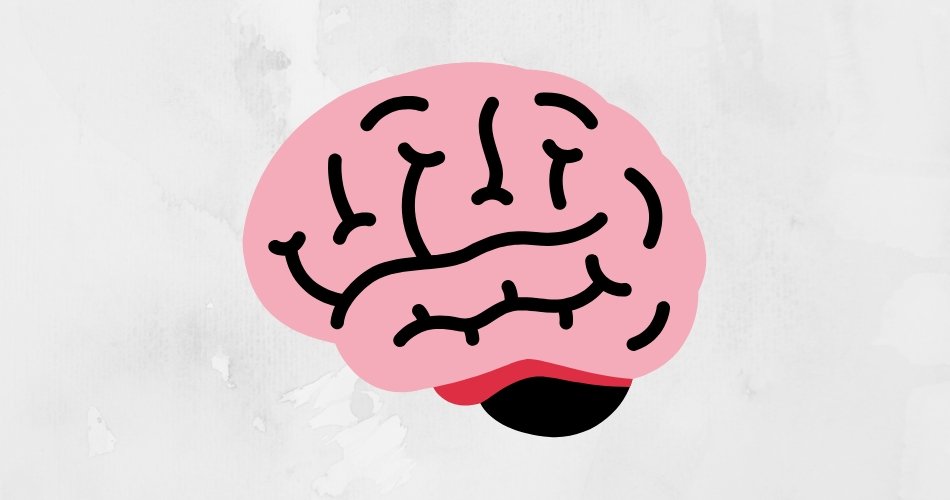 Le cerveau : démêlez le vrai du faux