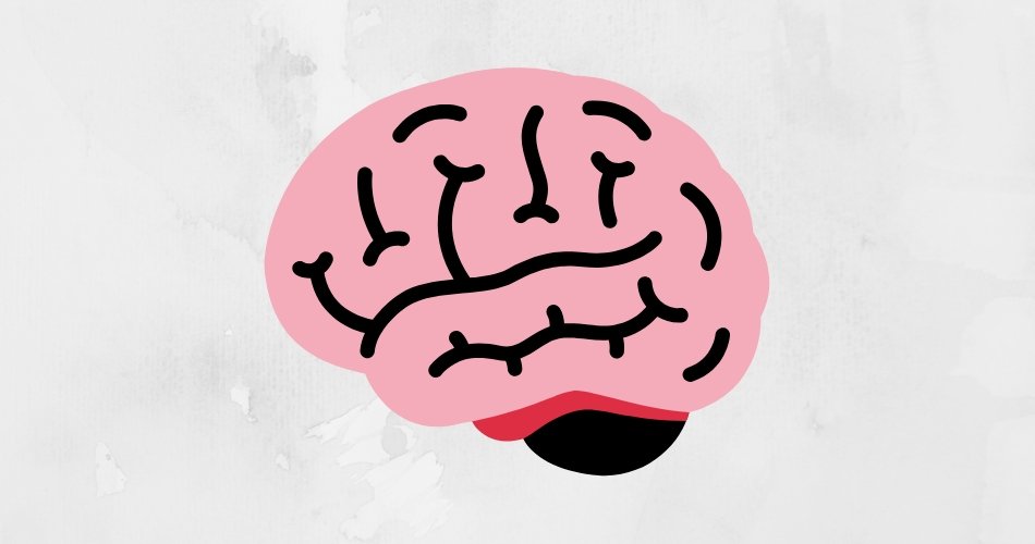 Le cerveau : démêlez le vrai du faux Le cerveau : démêlez le vrai du faux