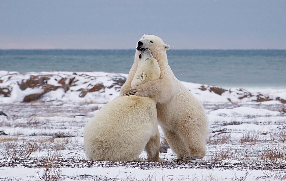 Les animaux les plus féroces au Canada