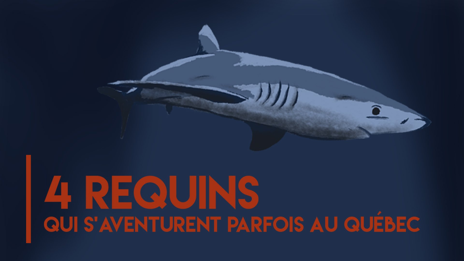 4 requins qui s'aventurent parfois au Québec