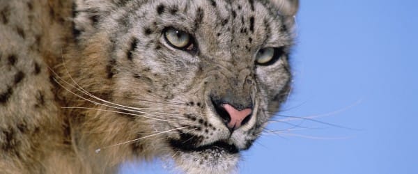 L'inquiétant déclin des grands