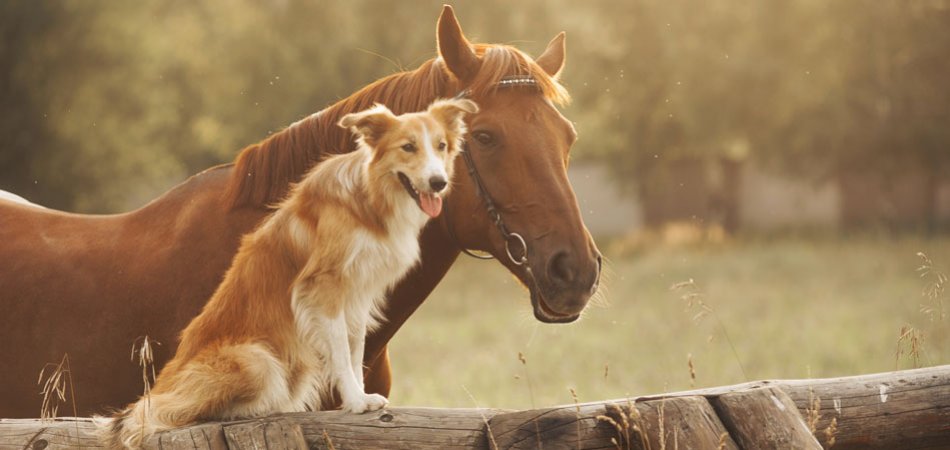 L'amour entre différentes espèces existe-t-il?