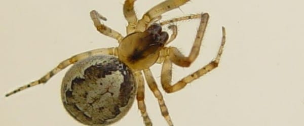 L'araignée tisse croche en vieillissant L'araignée tisse croche en vieillissant