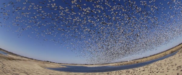 Le peuple migrateur