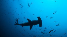 La Polynésie, un sanctuaire pour les requins!