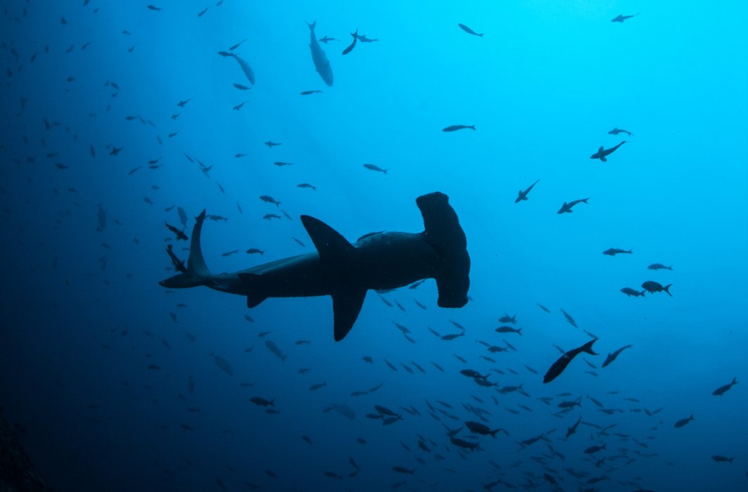 La Polynésie, un sanctuaire pour les requins!