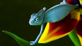 Le caméléon, véritable curiosité de l’évolution!
