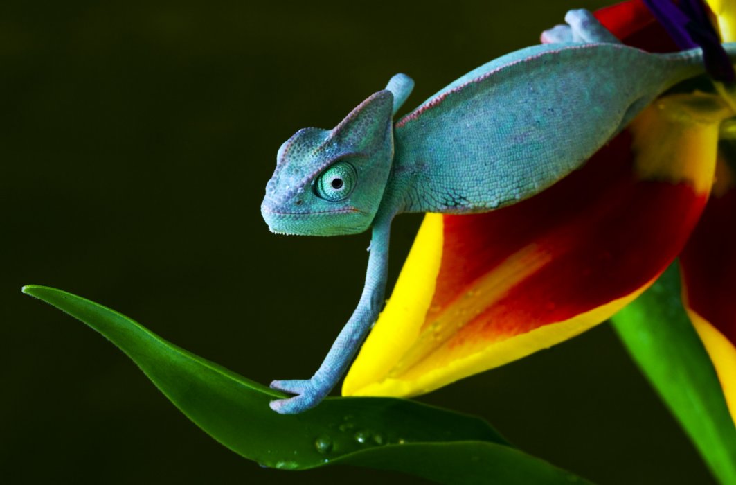 Le Cameleon Veritable Curiosite De L Evolution Ici Explora