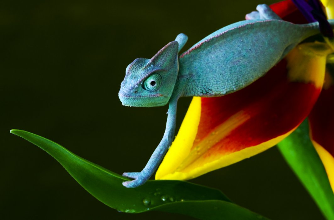 Le caméléon, véritable curiosité de l’évolution!