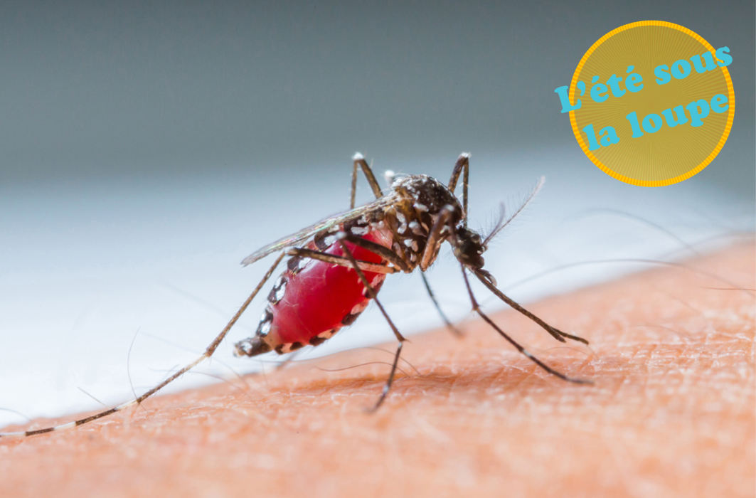 La photo est un plan très rapproché d'un moustique installé sur un bras humain. 