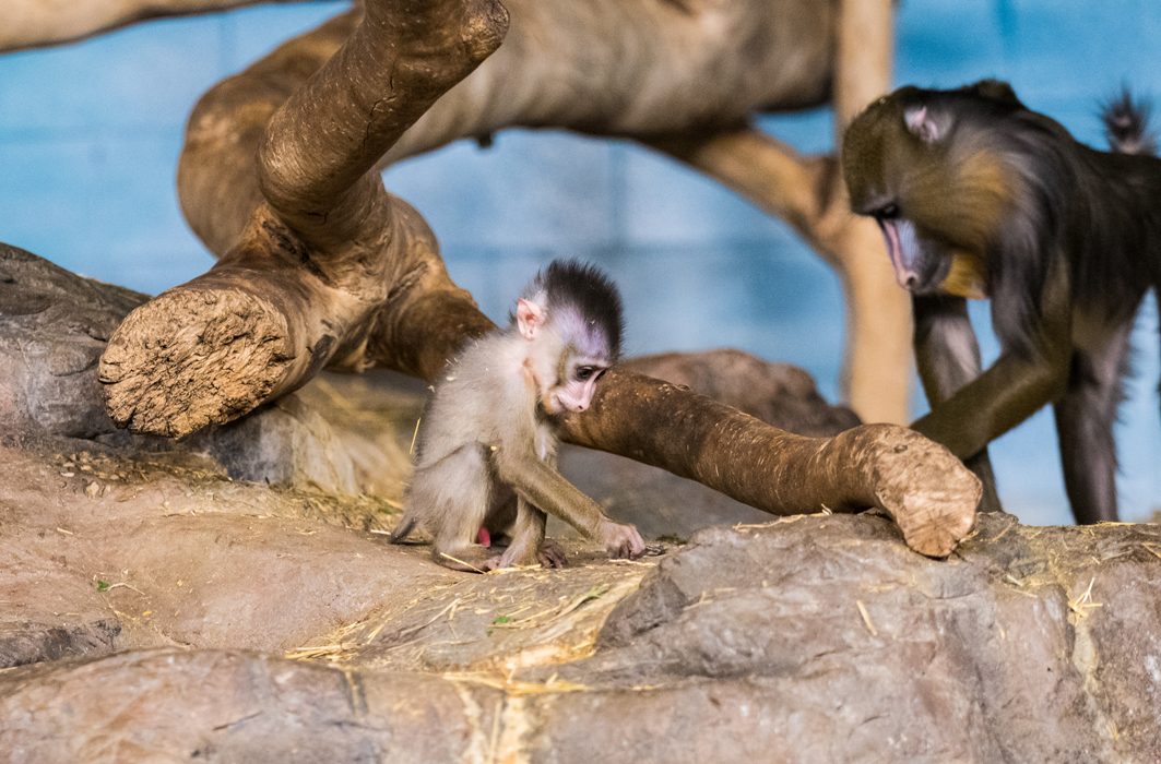 Un bébé mandrill gratte sur une roche à quelques pas de sa maman. 