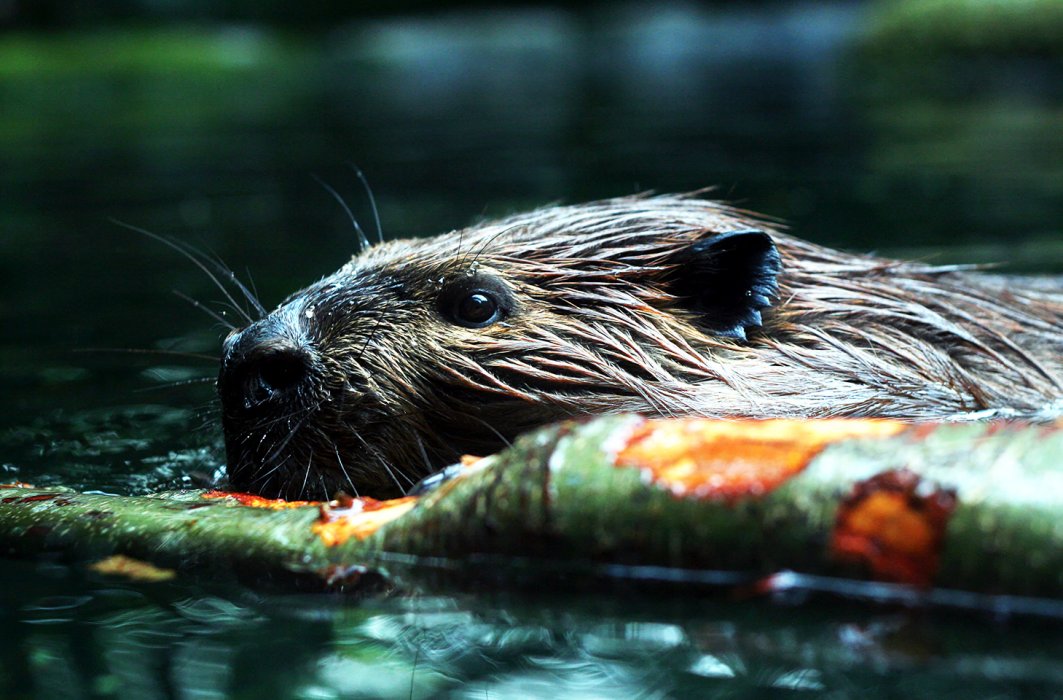 Les grands bâtisseurs du monde animal