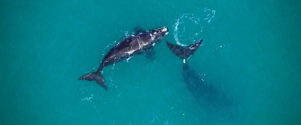 L'après 11 septembre... chez les cétacés L'après 11 septembre... chez les cétacés