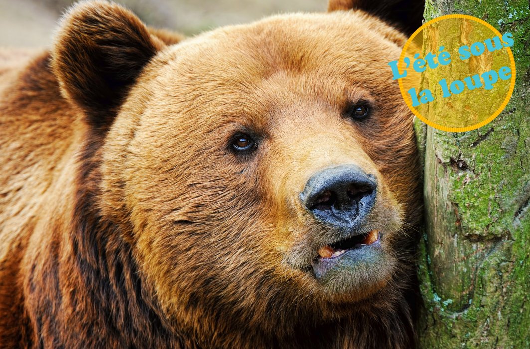 La position fœtale pour échapper à l’ours : mythe ou réalité?