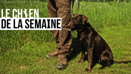 Le chien de la semaine: QUICK