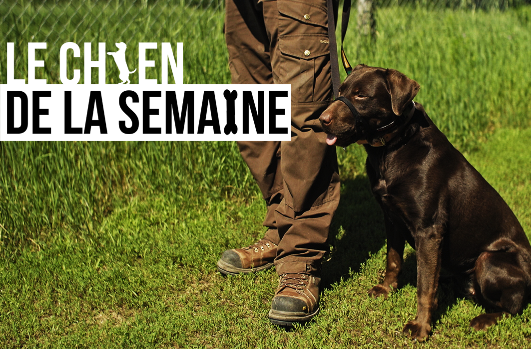 Quick, le chien de la semaine du premier épisode de Vies de chiens. 
