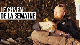 Le chien de la semaine : JACQUES