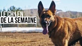 Le chien de la semaine : JACK
