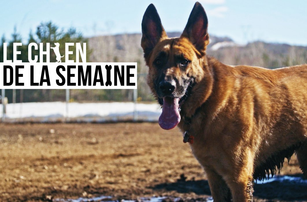 Jack, le chien de la semaine