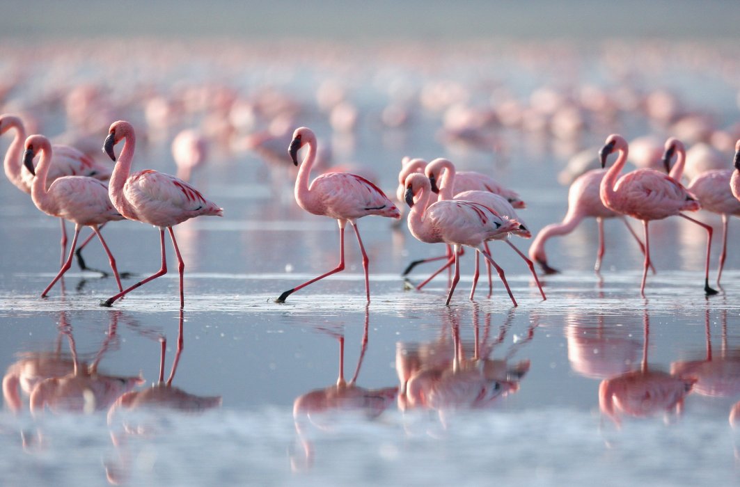 Des flamants roses mâles dansent pour attirer les femelles