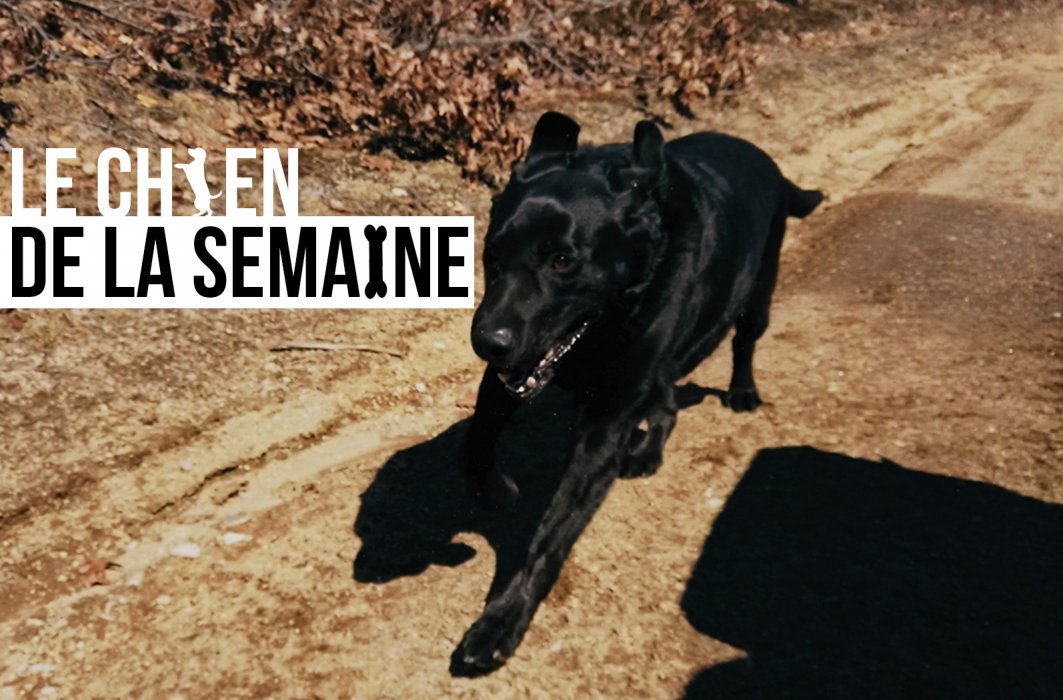 Le chien de la semaine : BUCK