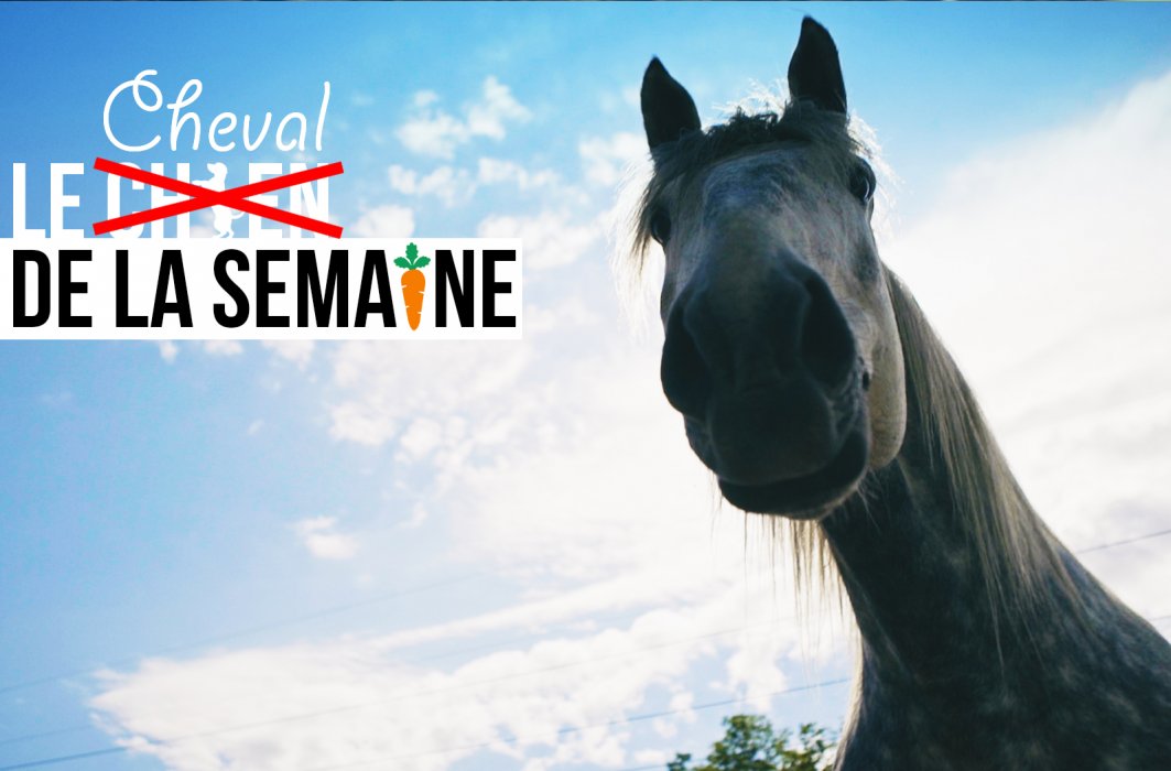 Le cheval, ami des chiens, de la semaine : LÉON