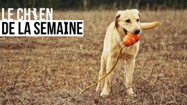Le chien de la semaine : STELLA