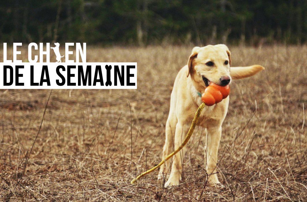 Le chien de la semaine : STELLA