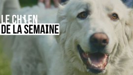 Le chien de la semaine : MAXIMUS