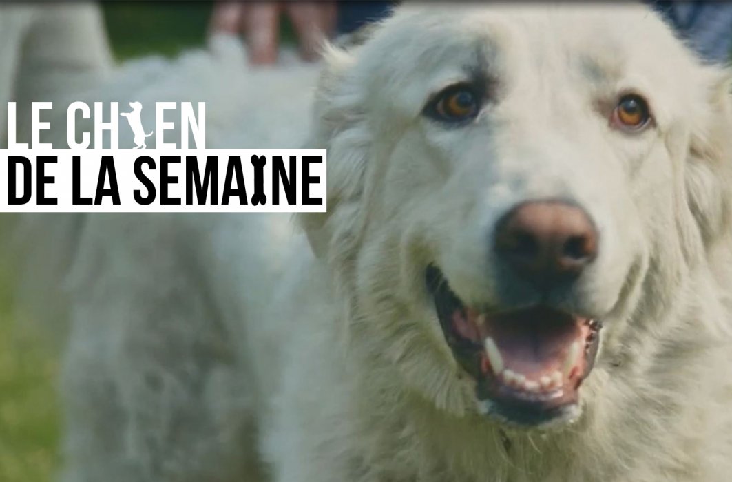 Le chien de la semaine : MAXIMUS