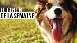 Le chien de la semaine : BALZAC