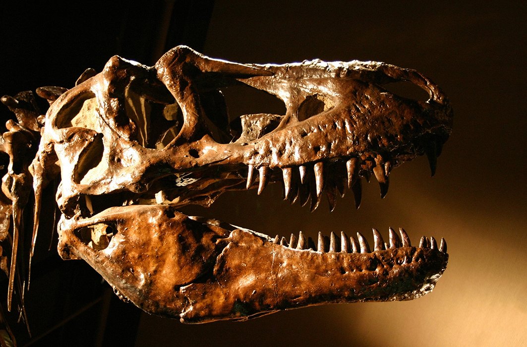 Des fossiles à l’origine de légendes antiques? Des fossiles à l’origine de légendes antiques?