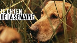 Le chien de la semaine : MIG