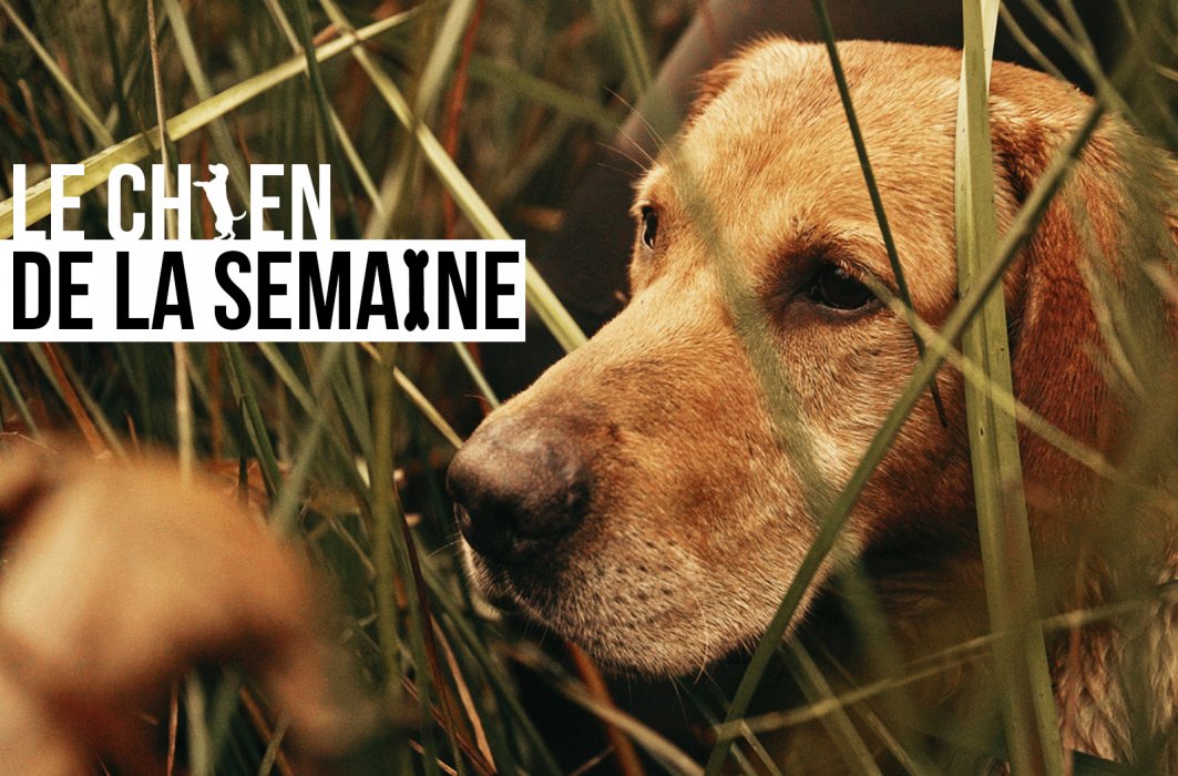 Le chien de la semaine : MIG